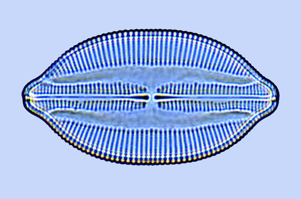 Lyrelclava Lyrella clavata